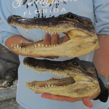 9" & 9-3/4" Alligator Heads - $38