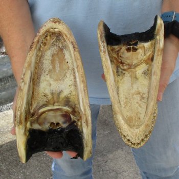 9" & 9-3/4" Alligator Heads - $38