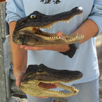 9" & 9-3/4" Alligator Heads - $38