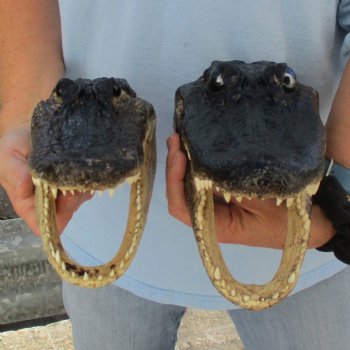 9" & 9-3/4" Alligator Heads - $38