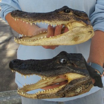 9" & 9-3/4" Alligator Heads - $38