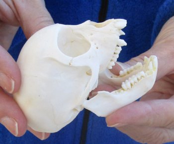  3" Juvenile African Vervet Monkey Skull For Sale for $75 (CITES P-000023748)