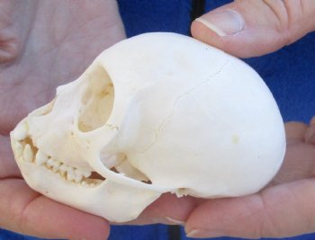  3" Juvenile African Vervet Monkey Skull For Sale for $75 (CITES P-000023748)