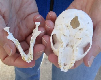  3" Juvenile African Vervet Monkey Skull For Sale for $75 (CITES P-000023748)