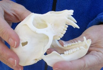 B-Grade 4-1/4" Male African Vervet Monkey Skull For Sale for $95 (CITES P-000023748)