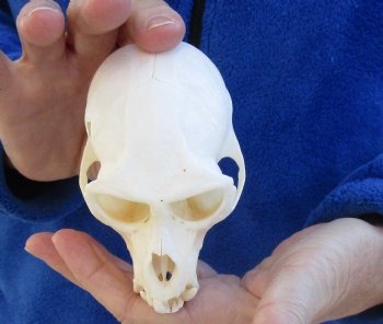 B-Grade 4-1/4" Male African Vervet Monkey Skull For Sale for $95 (CITES P-000023748)