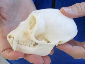 B-Grade 4-1/4" Male African Vervet Monkey Skull For Sale for $95 (CITES P-000023748)