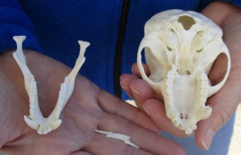 B-Grade 4-1/4" Male African Vervet Monkey Skull For Sale for $95 (CITES P-000023748)