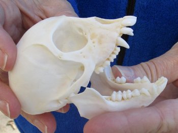 3-1/2" Female African Vervet Monkey Skull For Sale for $100 (CITES P-000023748)