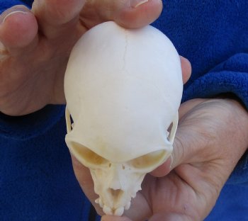 3-1/2" Female African Vervet Monkey Skull For Sale for $100 (CITES P-000023748)