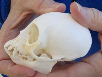 3-1/2" Female African Vervet Monkey Skull For Sale for $100 (CITES P-000023748)