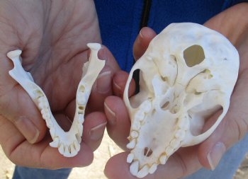 3-1/2" Female African Vervet Monkey Skull For Sale for $100 (CITES P-000023748)