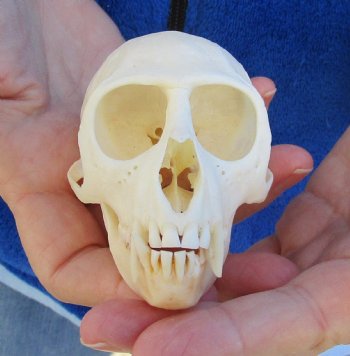 3-1/2" Female African Vervet Monkey Skull For Sale for $100 (CITES P-000023748)