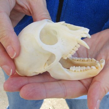 3-1/2" Female African Vervet Monkey Skull For Sale for $100 (CITES P-000023748)