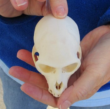 3-1/2" Female African Vervet Monkey Skull For Sale for $100 (CITES P-000023748)