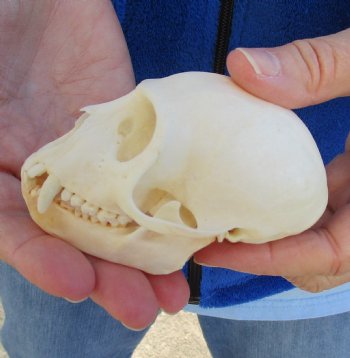 3-1/2" Female African Vervet Monkey Skull For Sale for $100 (CITES P-000023748)