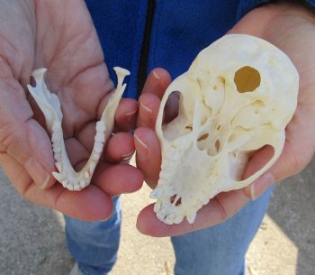 3-1/2" Female African Vervet Monkey Skull For Sale for $100 (CITES P-000023748)