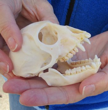 3-1/2" Female African Vervet Monkey Skull For Sale for $100 (CITES P-000023748)