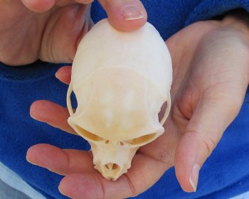 3-1/2" Female African Vervet Monkey Skull For Sale for $100 (CITES P-000023748)