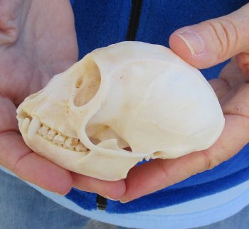 3-1/2" Female African Vervet Monkey Skull For Sale for $100 (CITES P-000023748)