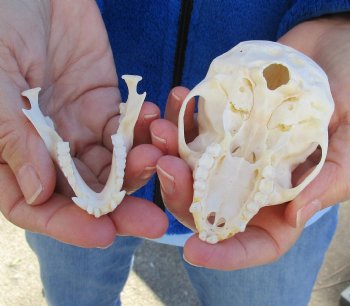 3-1/2" Female African Vervet Monkey Skull For Sale for $100 (CITES P-000023748)