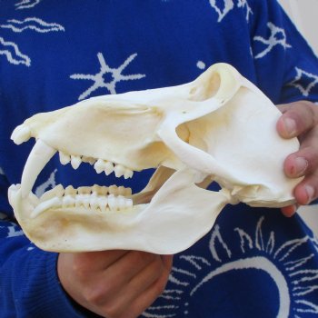 A-Grade 8-3/4" Male Baboon Skull - $325 (CITES P-000023748)