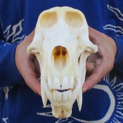 A-Grade 8-3/4" Male Baboon Skull - $325 (CITES P-000023748)