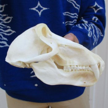 A-Grade 8-3/4" Male Baboon Skull - $325 (CITES P-000023748)