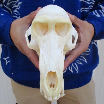 A-Grade 8-3/4" Male Baboon Skull - $325 (CITES P-000023748)