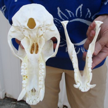 A-Grade 8-3/4" Male Baboon Skull - $325 (CITES P-000023748)