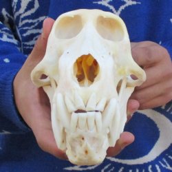 A-Grade 7-3/4" Male Baboon Skull - $295 (CITES P-000023748)