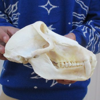 A-Grade 7-3/4" Male Baboon Skull - $295 (CITES P-000023748)