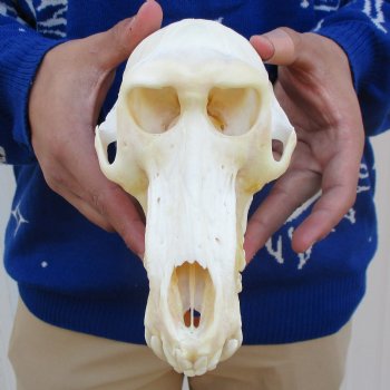 A-Grade 7-3/4" Male Baboon Skull - $295 (CITES P-000023748)