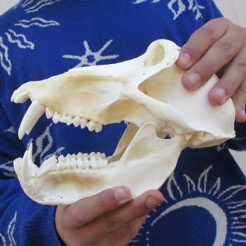 A-Grade 8-1/2" Male Baboon Skull - $315 (CITES P-000023748)