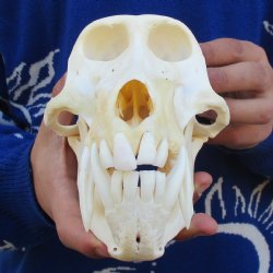 A-Grade 8-1/2" Male Baboon Skull - $315 (CITES P-000023748)