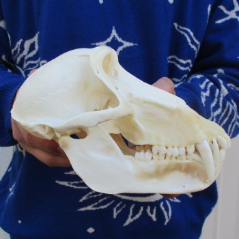 A-Grade 8-1/2" Male Baboon Skull - $315 (CITES P-000023748)