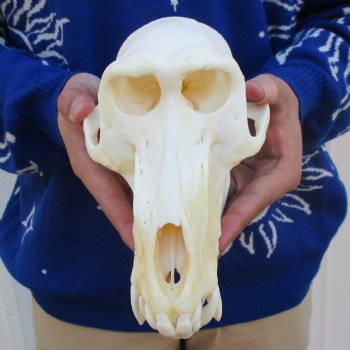 A-Grade 8-1/2" Male Baboon Skull - $315 (CITES P-000023748)