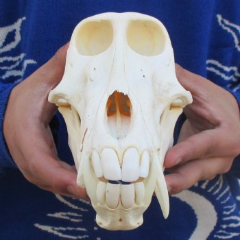 Slight B-Grade 8-1/4" Male Baboon Skull - $275 (CITES P-000023748)