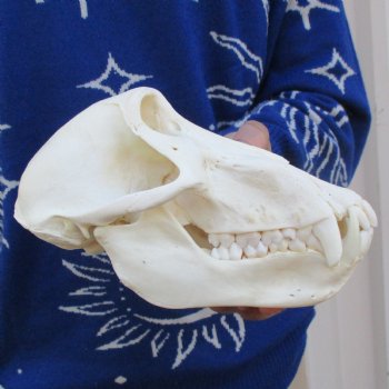 Slight B-Grade 8-1/4" Male Baboon Skull - $275 (CITES P-000023748)