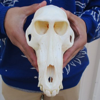 Slight B-Grade 8-1/4" Male Baboon Skull - $275 (CITES P-000023748)