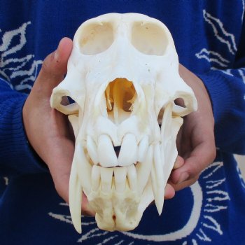 Slight B-Grade 9" Male Baboon Skull - $295 (CITES P-000023748)