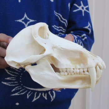 Slight B-Grade 9" Male Baboon Skull - $295 (CITES P-000023748)