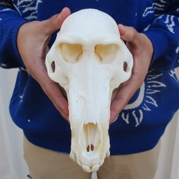 Slight B-Grade 9" Male Baboon Skull - $295 (CITES P-000023748)