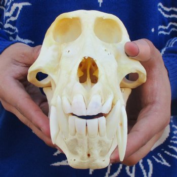 Slight B-Grade 8-3/4" Male Baboon Skull - $275 (CITES P-000023748)