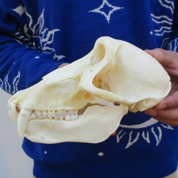 Slight B-Grade 8-3/4" Male Baboon Skull - $275 (CITES P-000023748)