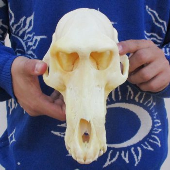 Slight B-Grade 8-3/4" Male Baboon Skull - $275 (CITES P-000023748)