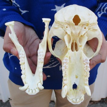 Slight B-Grade 8-3/4" Male Baboon Skull - $275 (CITES P-000023748)