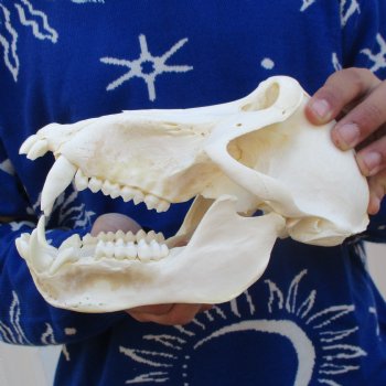 Slight B-Grade 8-3/4" Male Baboon Skull - $295 (CITES P-000023748)