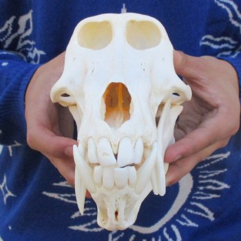 Slight B-Grade 8-3/4" Male Baboon Skull - $295 (CITES P-000023748)