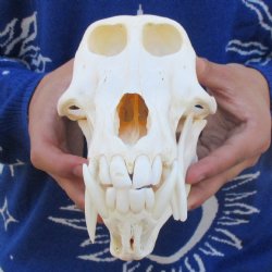 Slight B-Grade 8-3/4" Male Baboon Skull - $295 (CITES P-000023748)